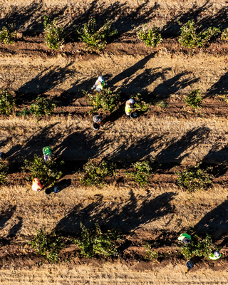 hand picked Barossa wine