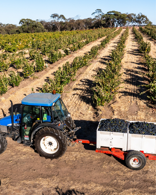 Barossa Valley Winery 2025 Vintage