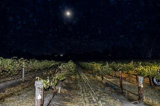 Barossa winery 2025 shiraz