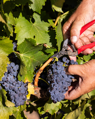 hand picked premium wine barossa