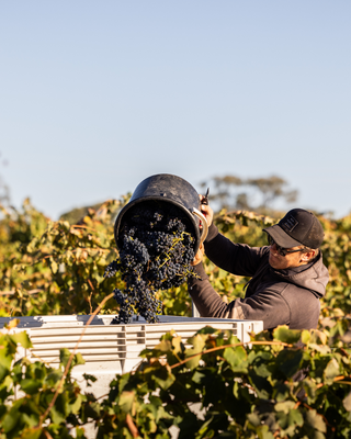 Barossa Valley Winery 2025 Vintage