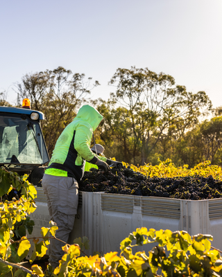Barossa Valley Winery 2025 Vintage