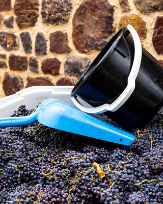 Barossa Valley Winery 2025 Vintage