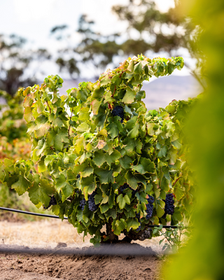 old bush vines barossa