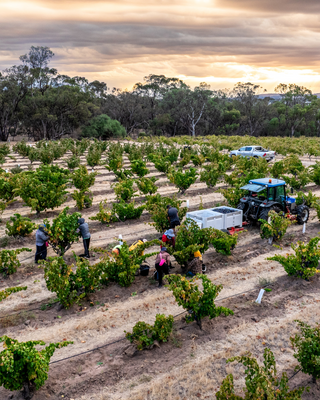 old bush vine vintage 2025