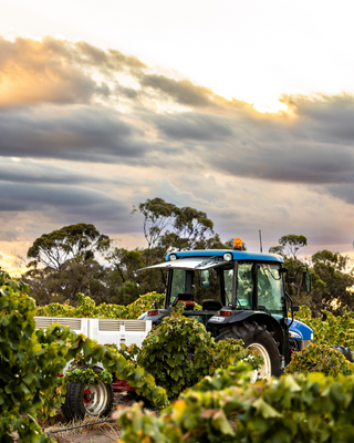2025 Barossa Valley Vintage