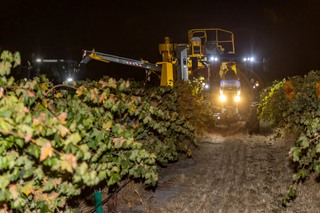 Barossa winery 2025 vintage
