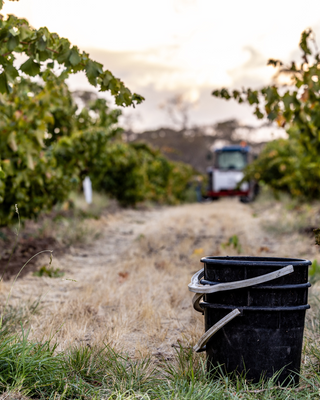 Barossa Valley Vintage 2025