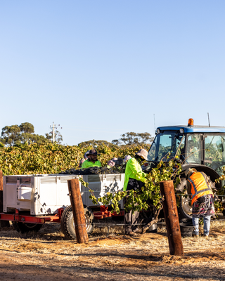 Barossa Valley Winery 2025 Vintage
