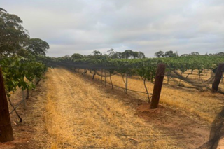 Vineyard with rows of grapevines under a cloudy sky