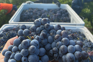 Barossa-valley-vintage-2026