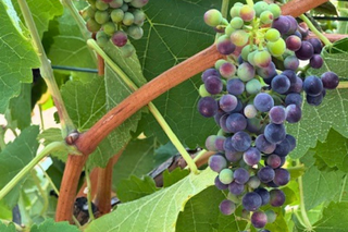 Bunches of grapes on a vine with green leaves