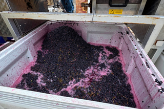 Barossa-valley-vintage-2026