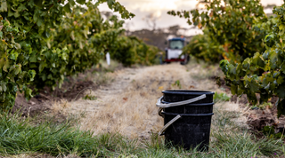 Two Sisters Winery Tanunda