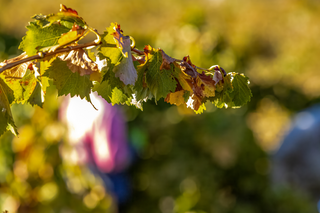 two sisters wine