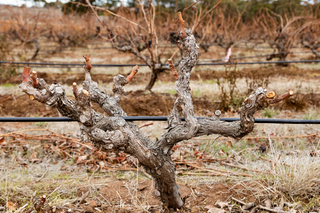 barossa valley grenache shiraz mourvedre
